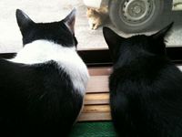 くろとのら猫2