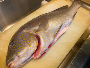 魚 おいしい魚とやきとりの店 一巡 いちじゅん