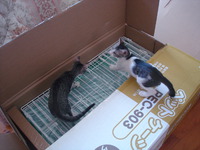 子猫の新居組立中♪