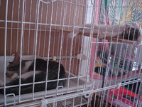 子猫たちの新居♪