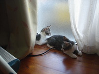 子猫の免疫力は・・・