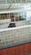 ミニミニ動物園