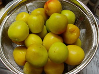 暑い夏に・・・ 2010/08/11 20:09:10
