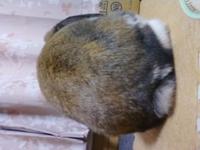 ぴーぴー 2011/03/22 13:17:01
