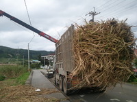 キビ刈り 2012/03/13 07:41:27