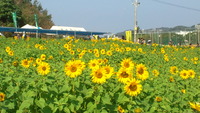 ひまわり畑　in北中城村 2011/02/08 17:30:14