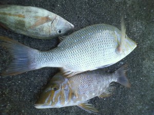 ３月でやっと初釣り