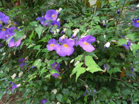 JOIAの花 2016/04/26 13:51:17