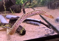 純淡水性ウツボ♪