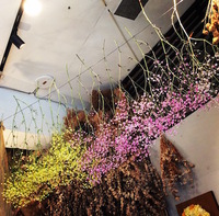 春色カスミ草が入荷しました♪ 2018/01/28 14:45:30