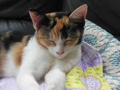 ネパールでの猫情報です