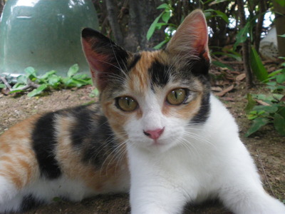 ネパールでの猫情報です