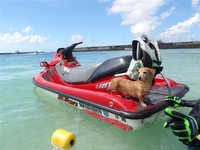 アイドル犬とジェットスキー