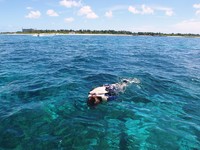 魚はどこに・・