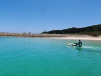 緑の海