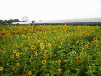 ひまわりだらけ 2009/05/22 12:55:26