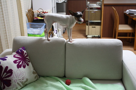 猫的な犬☆３