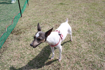 新都心公園 de ドッグラン