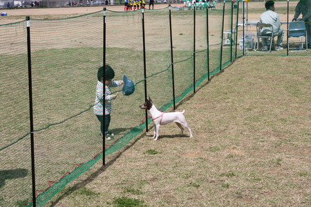 新都心公園 de ドッグラン