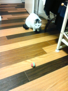 ＊いたずら猫＊