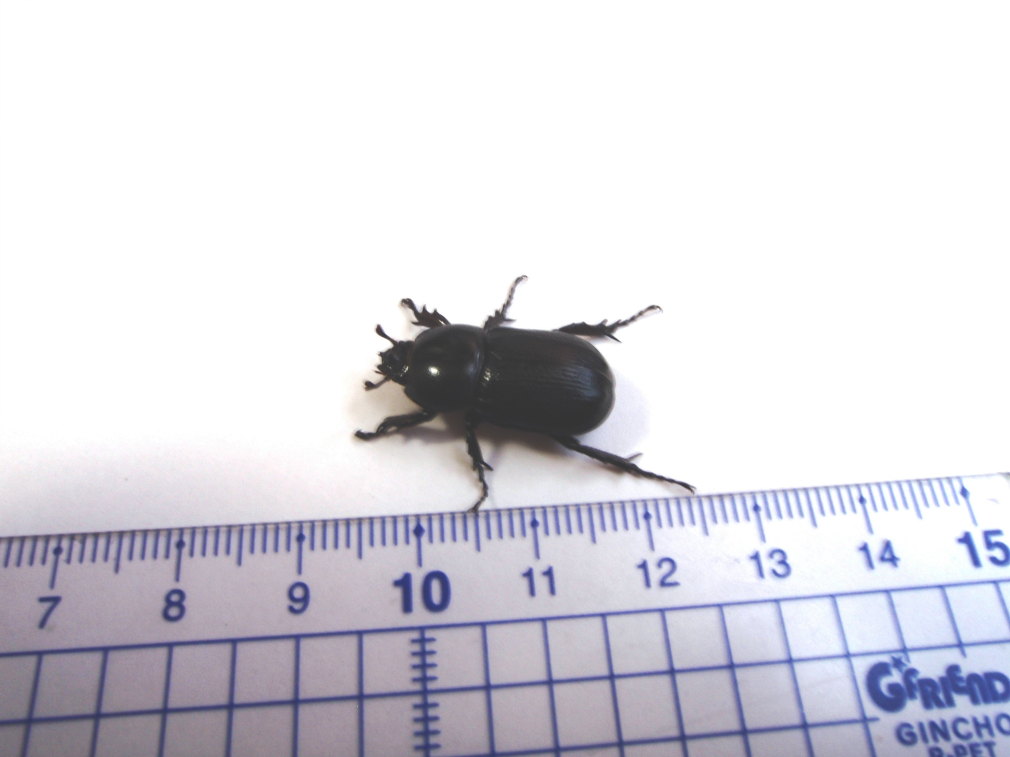 コカブトムシ