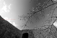 『モノクロの世界』　桜+世界遺産 2014/03/20 18:05:58