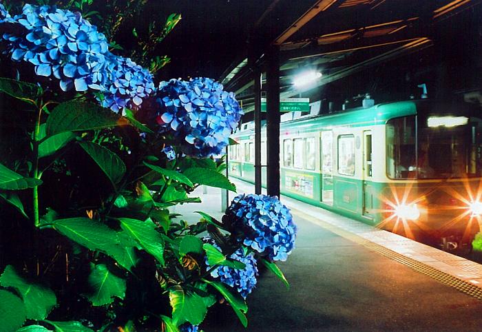 青き花咲く大地　～鎌倉のあじさい風景～