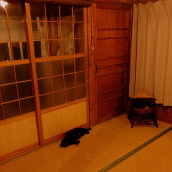 我が家にもネコが落ちている