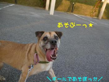 ボール大好きっ♪