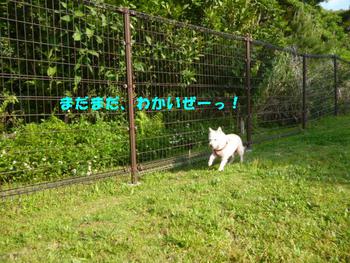 カヌチャリゾートにあるペットホテルでワンちゃんとリゾート気分♪