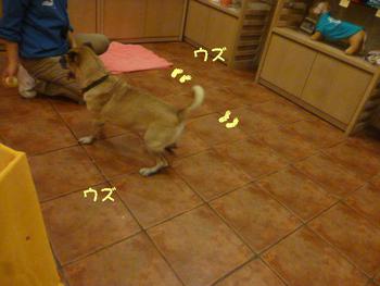 ボール大好きっ♪