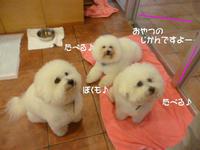 パンチ＆ポンチョ＆アポロ 2015/03/12 18:55:00