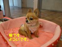 オシャレgirl's 2015/04/24 09:00:00