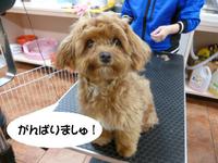 全力少年♪ 2015/03/24 09:33:51