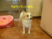 ちゅらちゃん♪ 2015/03/06 11:21:12