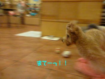 がんばれー♪