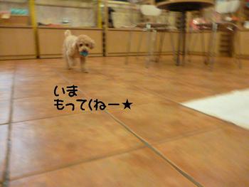 がんばれー♪