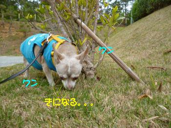きんちょうします。。。