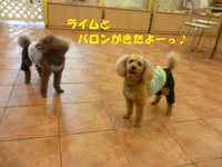 プチファッションショー♪ 2015/07/06 13:27:20