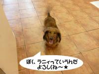 ホイホイっ★ 2015/05/03 09:00:00