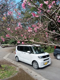 八重岳さくら祭り