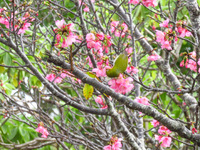 桜まつり