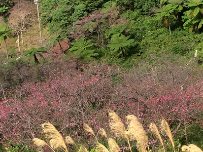 【沖縄はもう桜の季節、一足早い春がやってきます】
