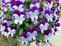 内灘町の花たち