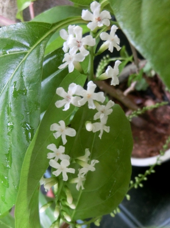 家の観葉植物いろいろ