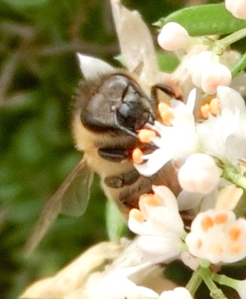 花とミツバチ（庭仕事中のお客さん）