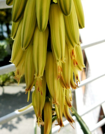 歯いさい!BLOG:アロエの植え直しから開花まで