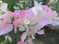 近所の花たち。９～１０月（那覇市首里石嶺町）