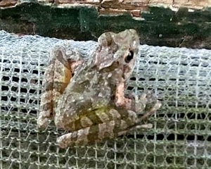 庭のお客さん（カエルとトカゲ、ヤモリ）