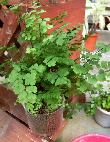 家の観葉植物いろいろ